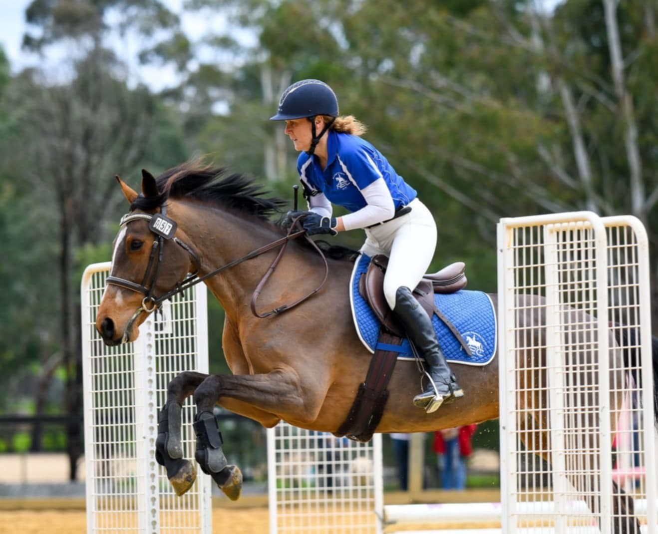 Bay horse jumping showjump