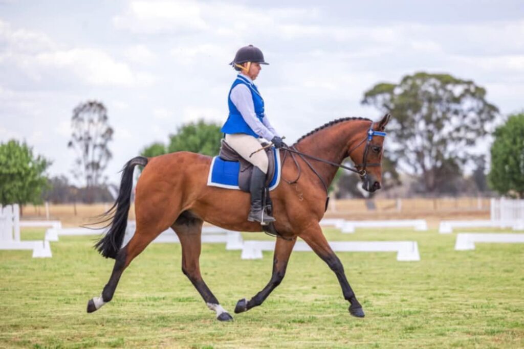 A woman on a bay horse in a showing class